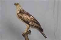 藏品(熊鷹)的圖片